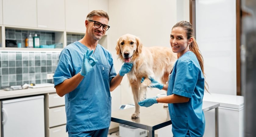 Animals for examination and treatment in the veterinary clinic